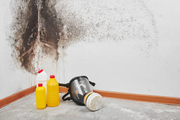 Best Mold Remediation  in Simpsonville, SC
