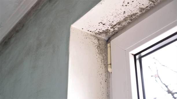 Best Mold Inspection  in Simpsonville, SC