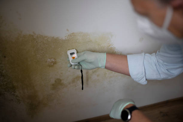 Best Affordable Mold Removal  in Simpsonville, SC