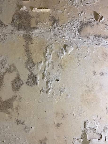 Best Mold Testing  in Simpsonville, SC