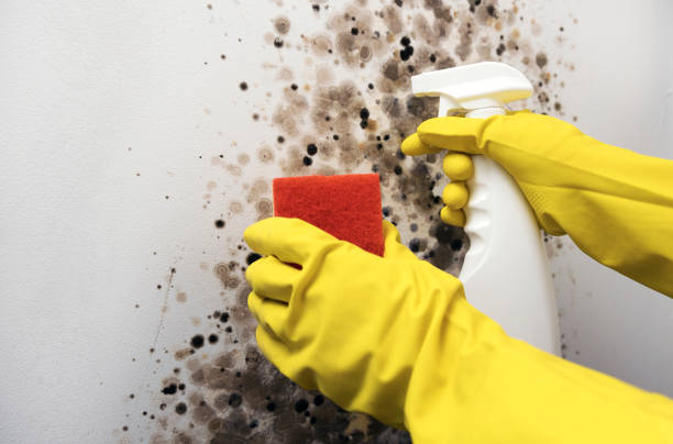Best Mold Remediation  in Simpsonville, SC