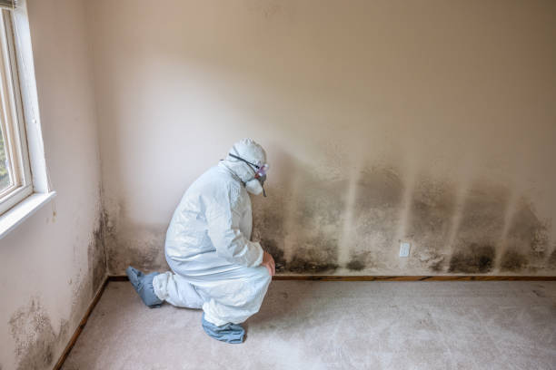 Simpsonville, SC Mold Removal Company
