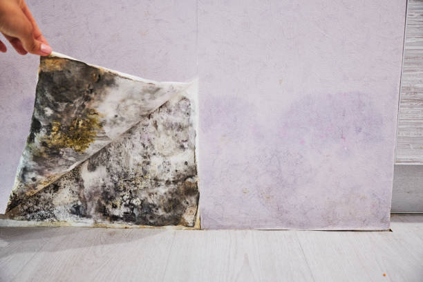 Best Certified Mold Removal  in Simpsonville, SC